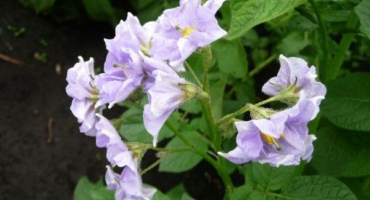 Modré brambory - odrůda od domácích chovatelů